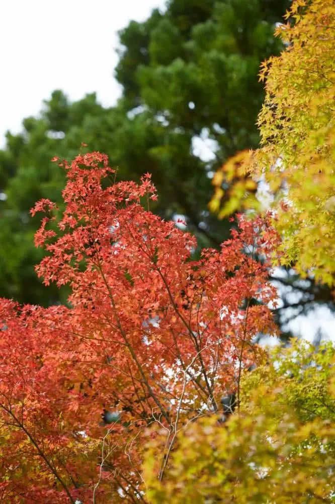 日本古老皇都中的隐秘庭院——安缦酒店丨日本丨Kerry Hill Architects-68
