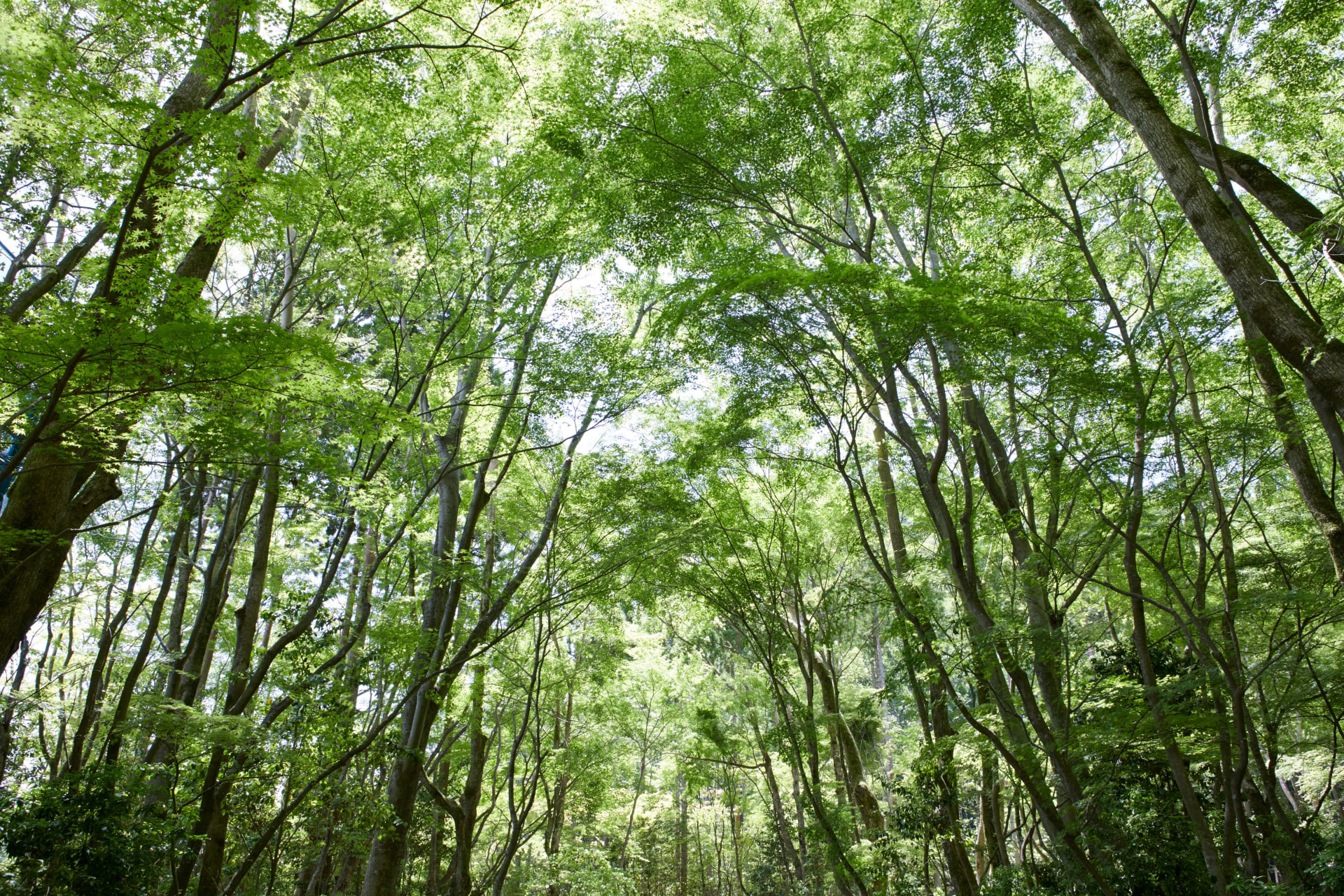 日本古老皇都中的隐秘庭院——安缦酒店丨日本丨Kerry Hill Architects-73