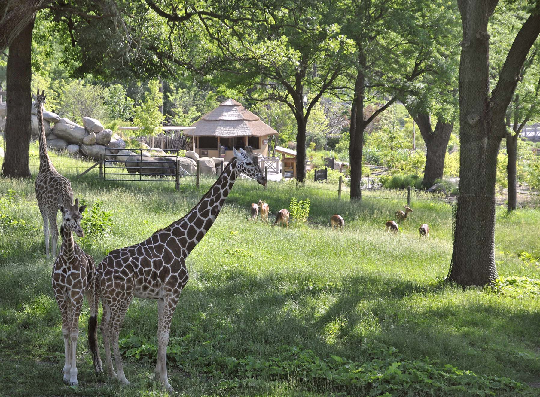 Zoo and Aquarium丨美国丨clr design-4