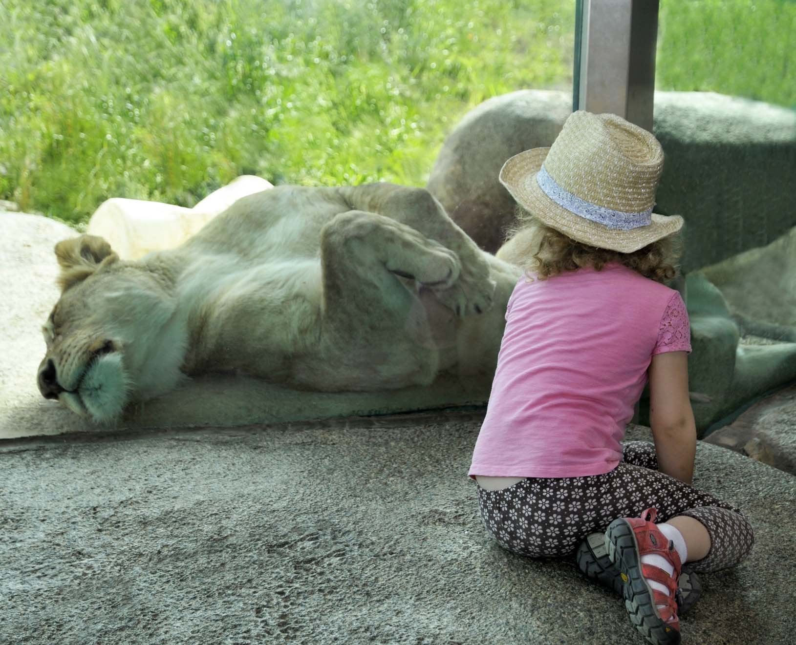 Zoo and Aquarium丨美国丨clr design-2