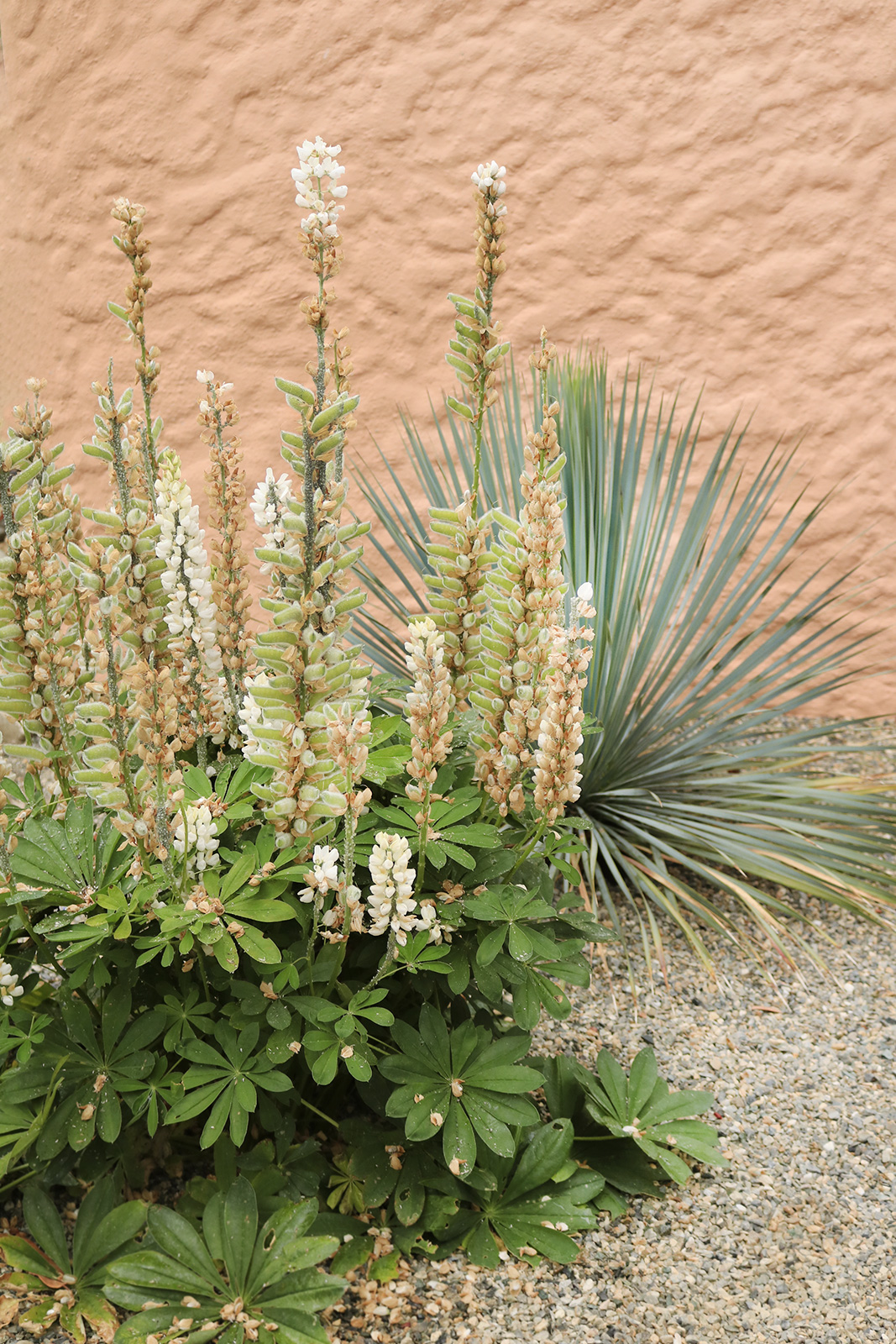 身边风景 | Soft Studio-99