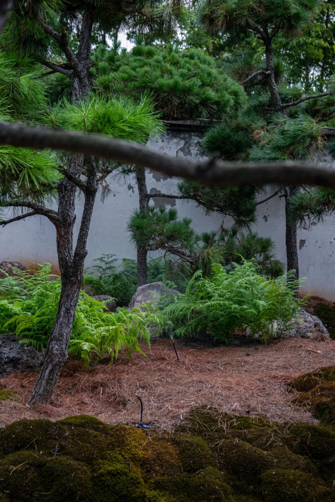 未竟园|当浦东百年历史民宅遇见京都苔寺，会生出怎样的新花园？-118