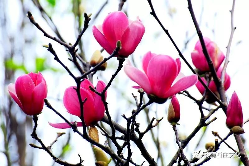 婺源碧山村亲子游新去处,原生态乡村乐园的完美逆袭-10