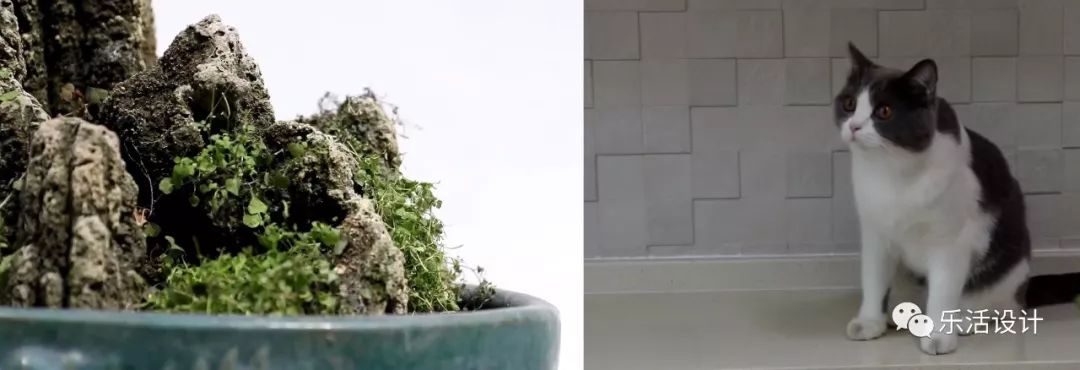 《梦改》神之手本间贵史打造阿尔茨海默症患者安心家居-134