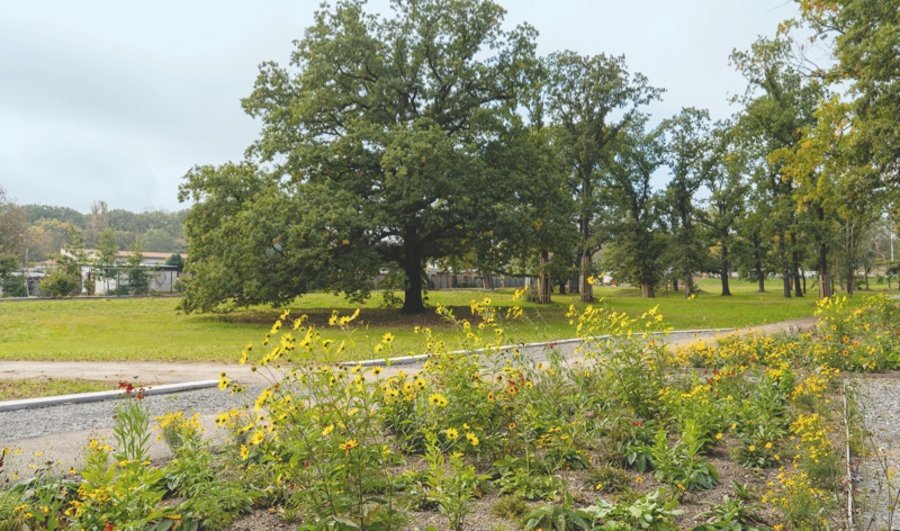 “Junge Gärten Torgau”（图尔高年轻花园）丨德国丨Station C23（莱比锡工作室）-24