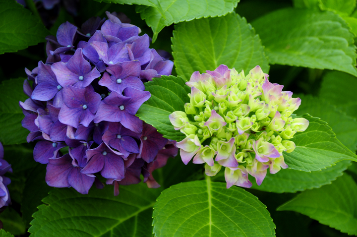 福特汉姆大学校园景观丨美国纽约市-31