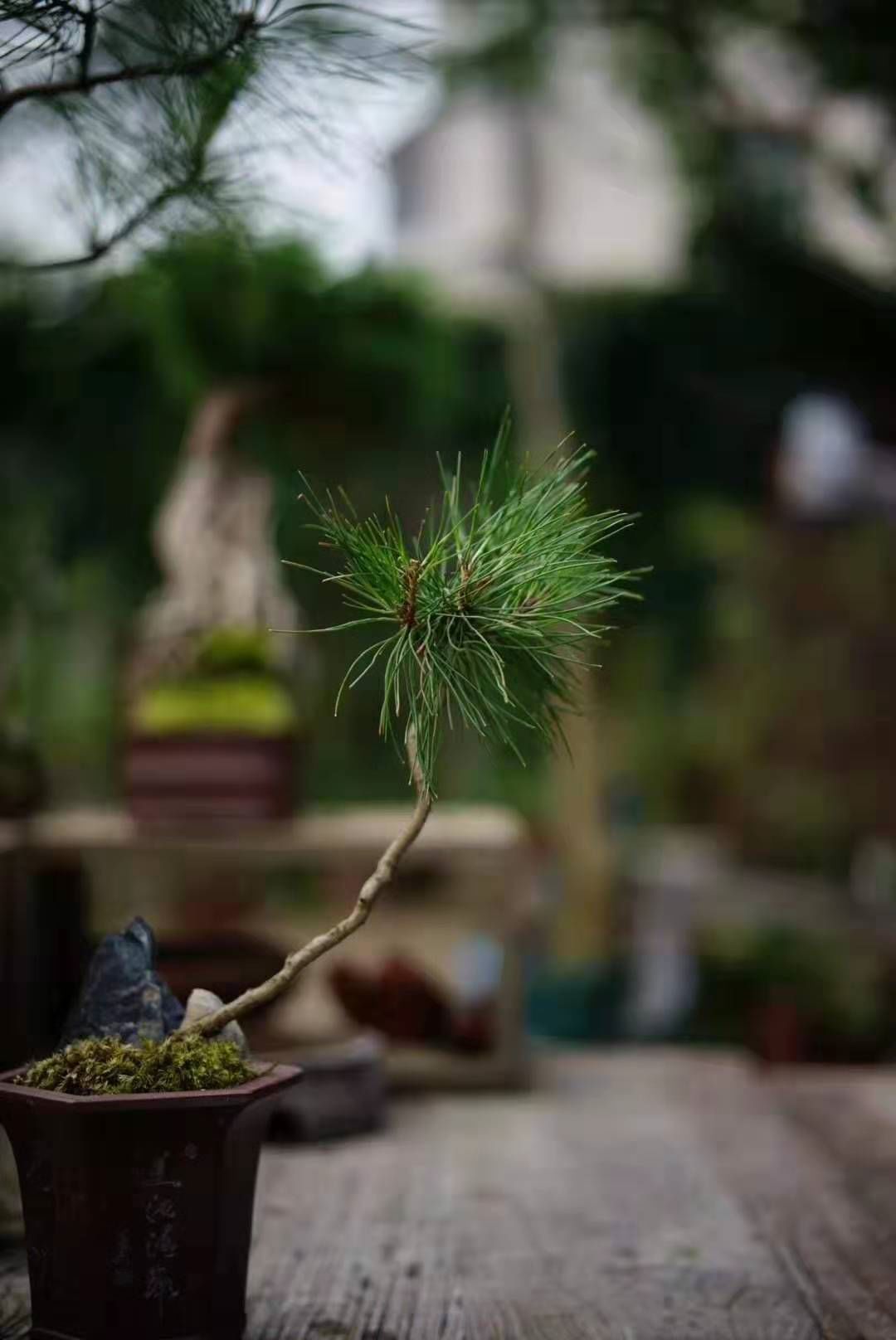 盆景艺术 | 寂静的诗,立体的画-10