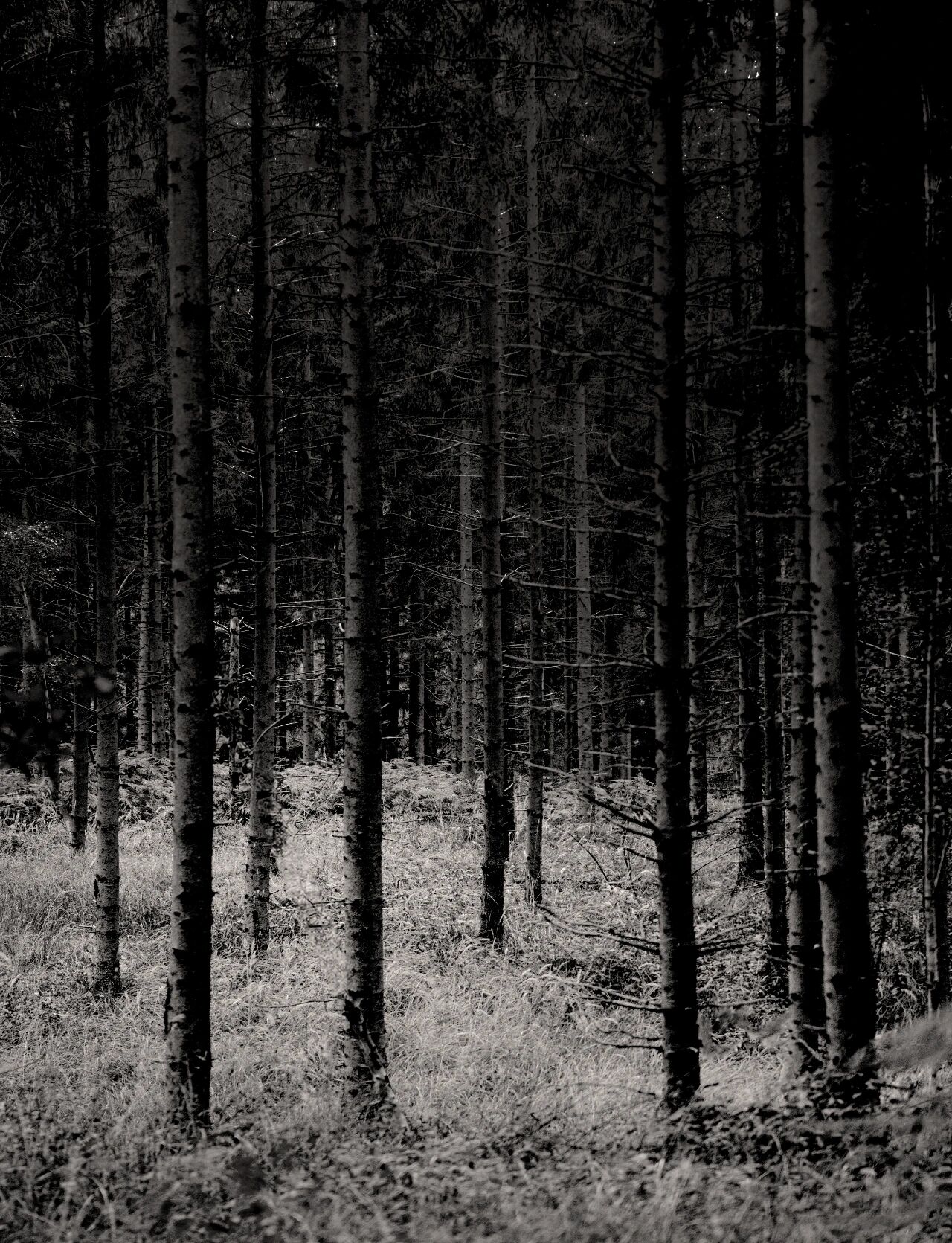 丹麦松林居所“16号旅馆”丨Norm Architects-5