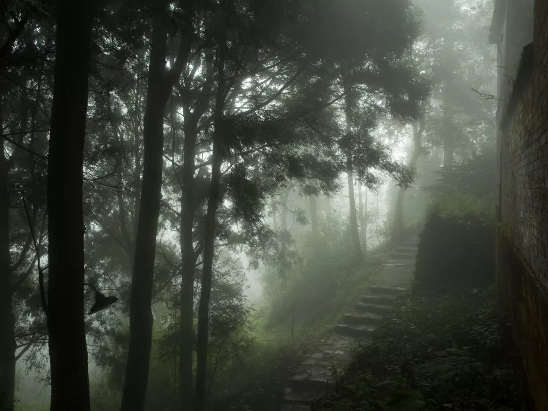 雾中苏红 | 自然、情感与时间的交融-56