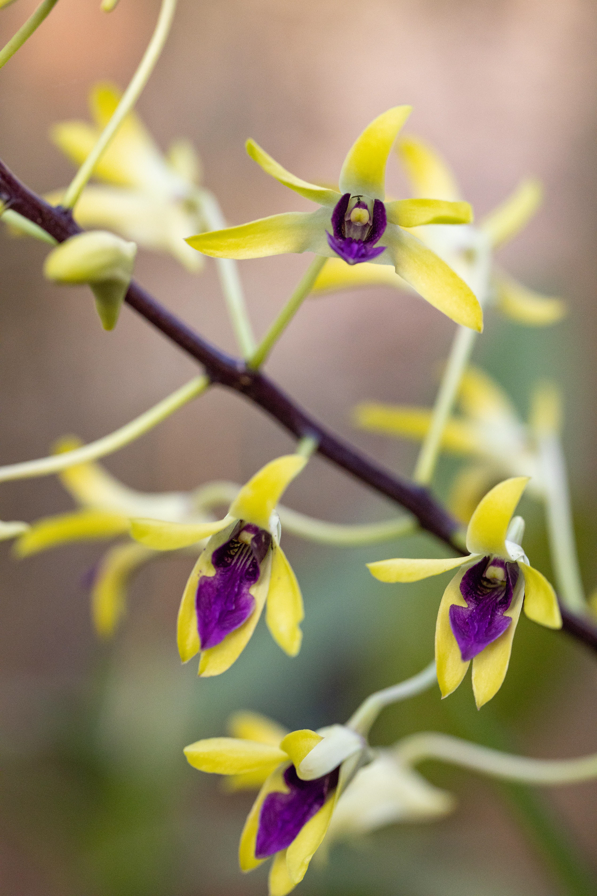 室内植物设计-58