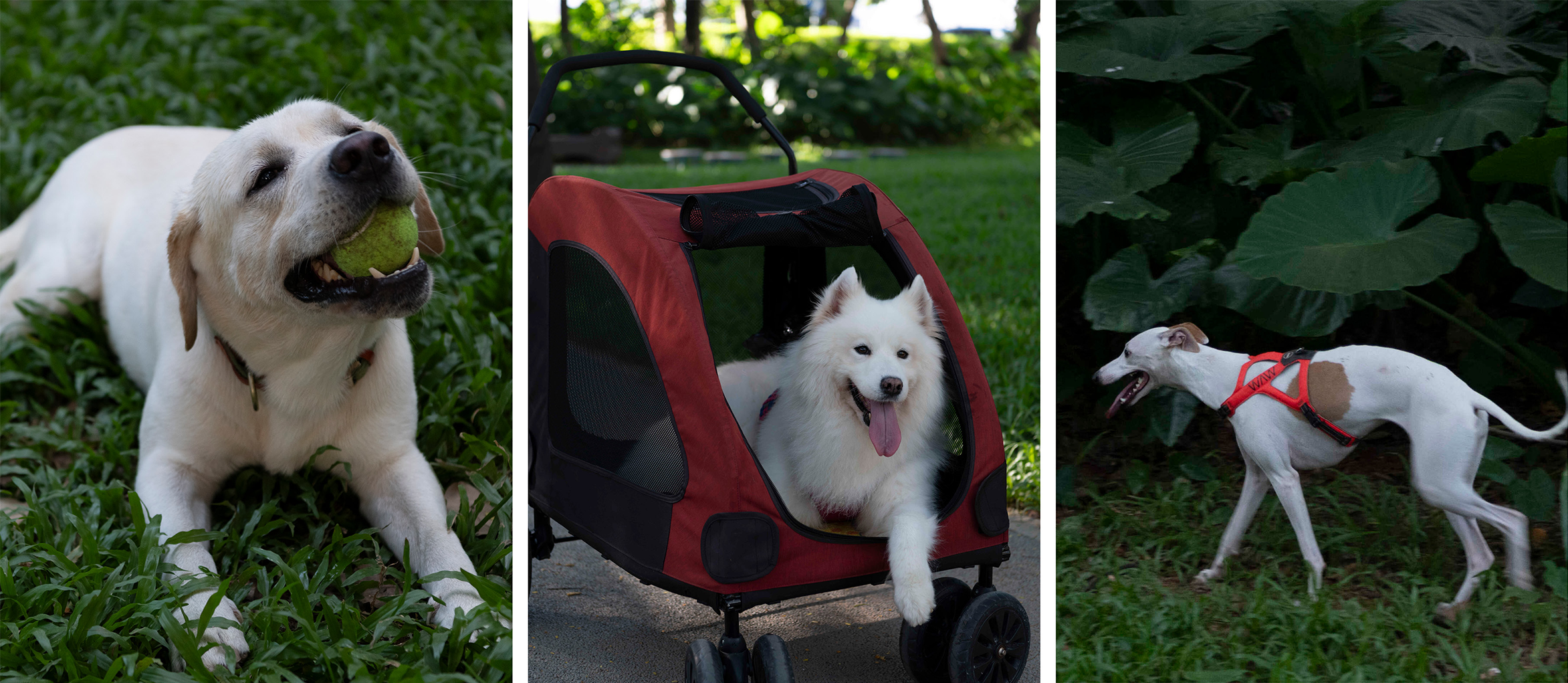 深圳市罗湖泥岗东路宠物友好口袋公园丨中国深圳丨深圳市未名设计顾问有限公司罗湖分公司(WMLA)-30