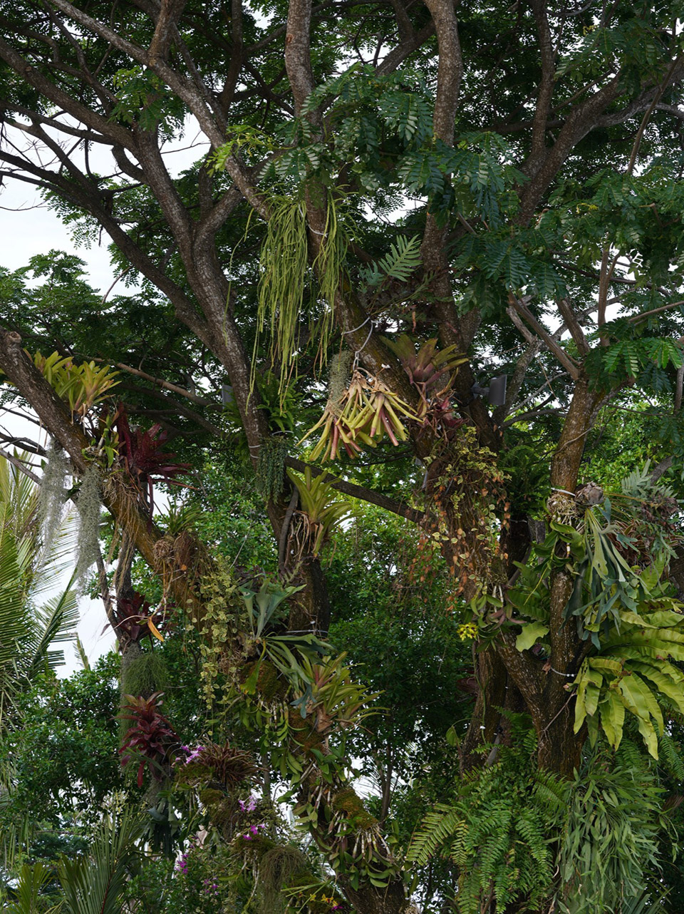 三亚海棠河生态公园阔叶浅溪段的花境生态营造丨中国三亚丨LOLA景观建筑设计事务所-75