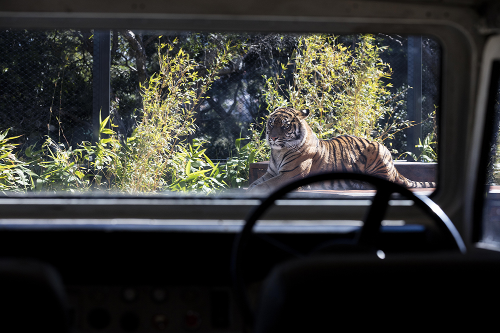 苏门答腊虎冒险·塔隆加动物园新展设计-8