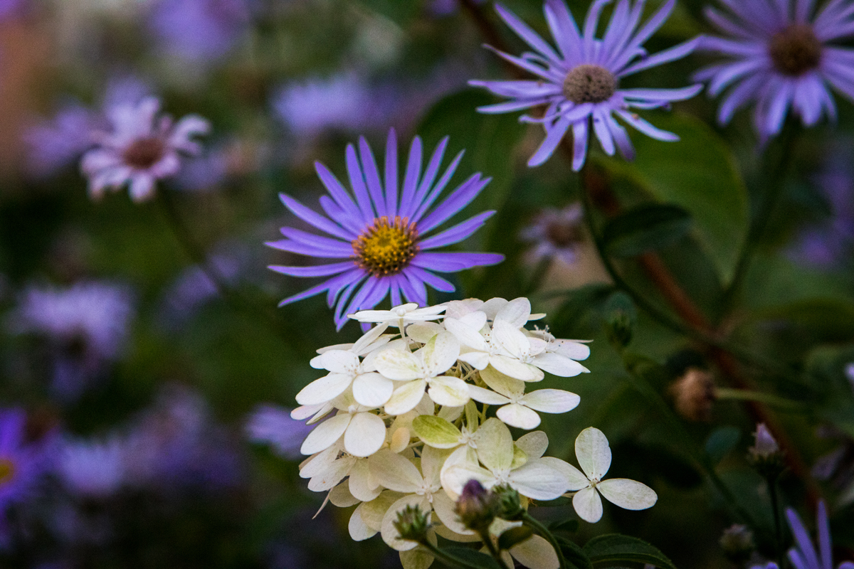 加州索诺马,现代经典庄园 / Lucas & Lucas-20