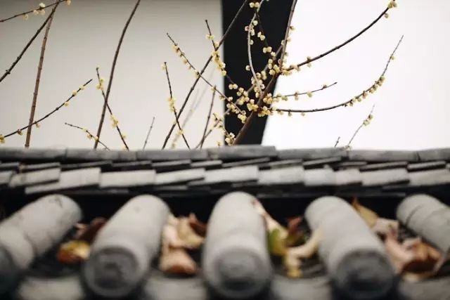 把一个破烂小院，爆改成中国风的入云屋，凉亭、枫树、竹篱笆......-226