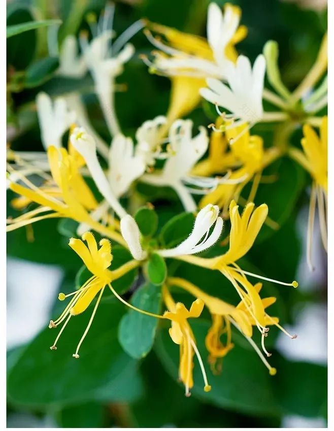 金银花园艺设计 | 品味清热解毒的良药之美-16