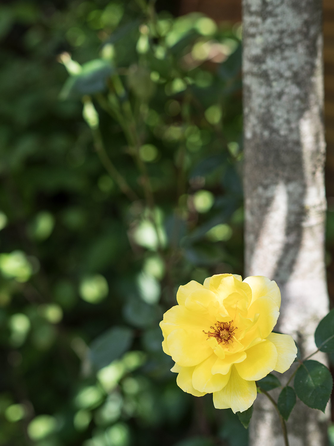 伦敦汉密尔顿台地 68 号丨英国伦敦丨Stepladder Design-16