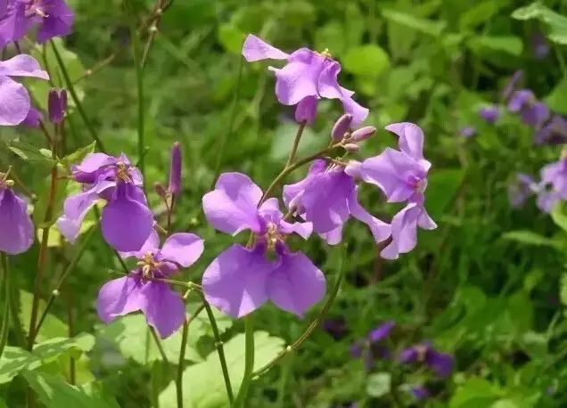 花境设计常用 60 种植物，让花园变得绚丽多彩-182