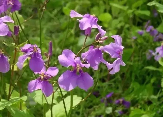花境设计常用 60 种植物,让花园变得绚丽多彩-182