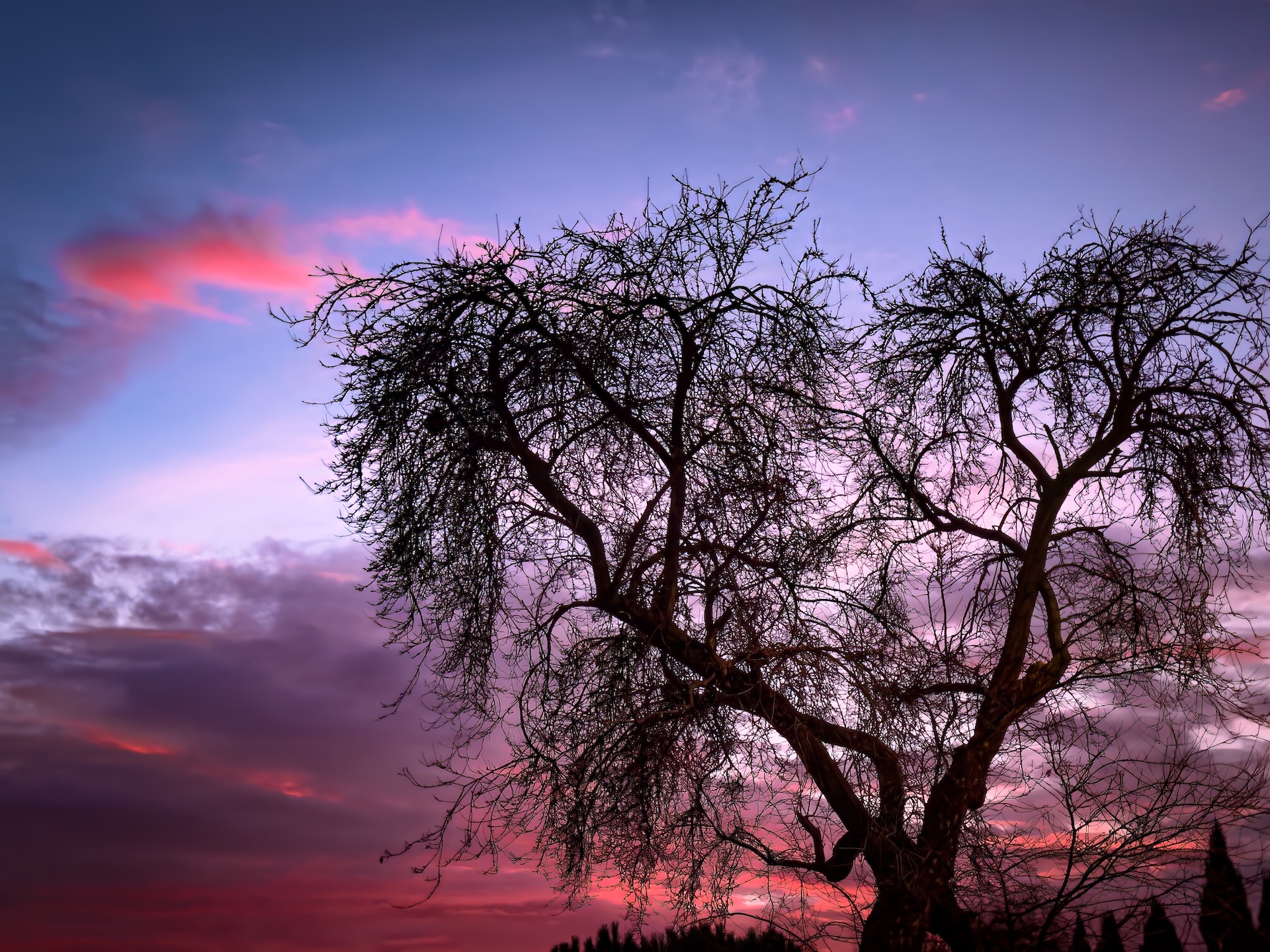 世界上的树木丨Sylvie D.-167