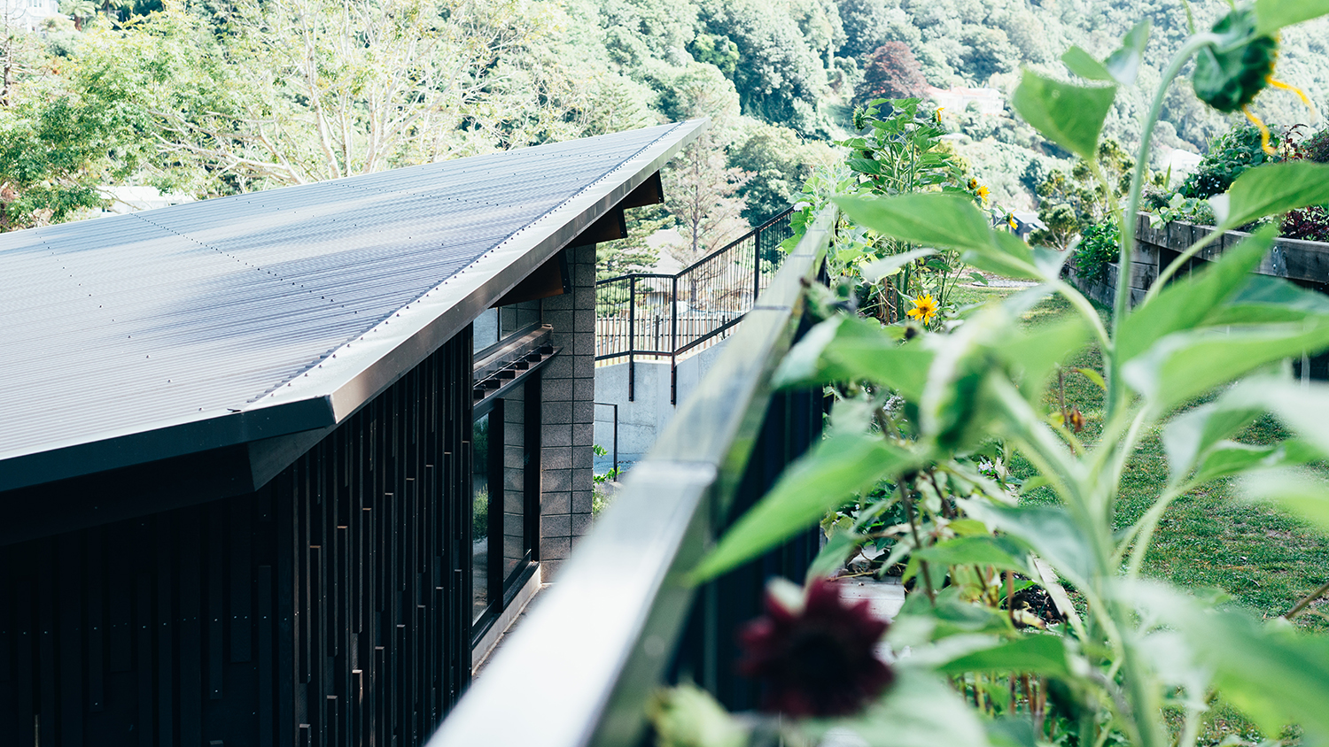 惠灵顿植物园的探索花园——儿童与自然的亲密接触-32