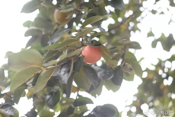 78岁爷爷改造荒废院子，为孙女建起一座花园-25