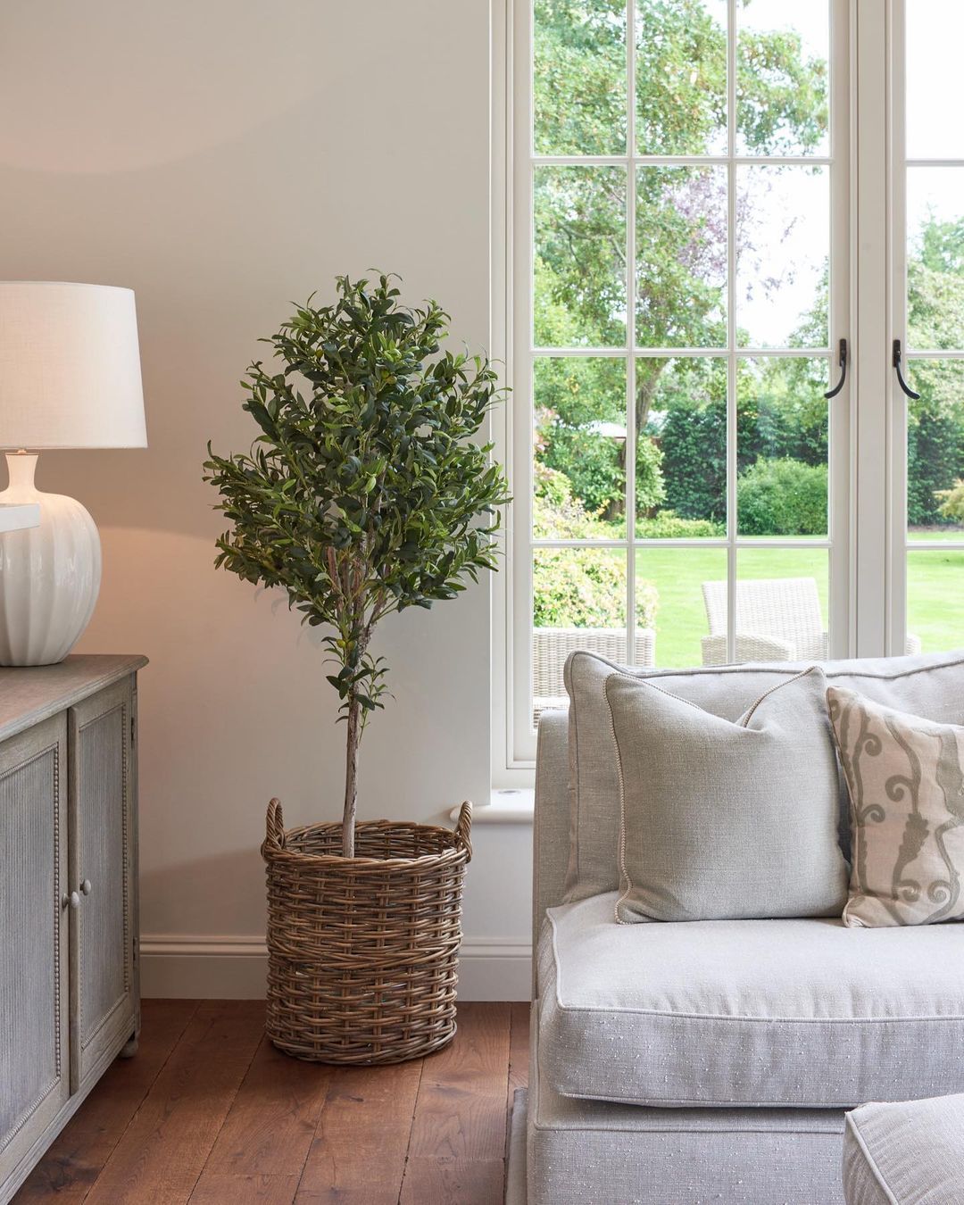 Indoor Olive Tree: Can You Successfully Grow One of Your Own?-1