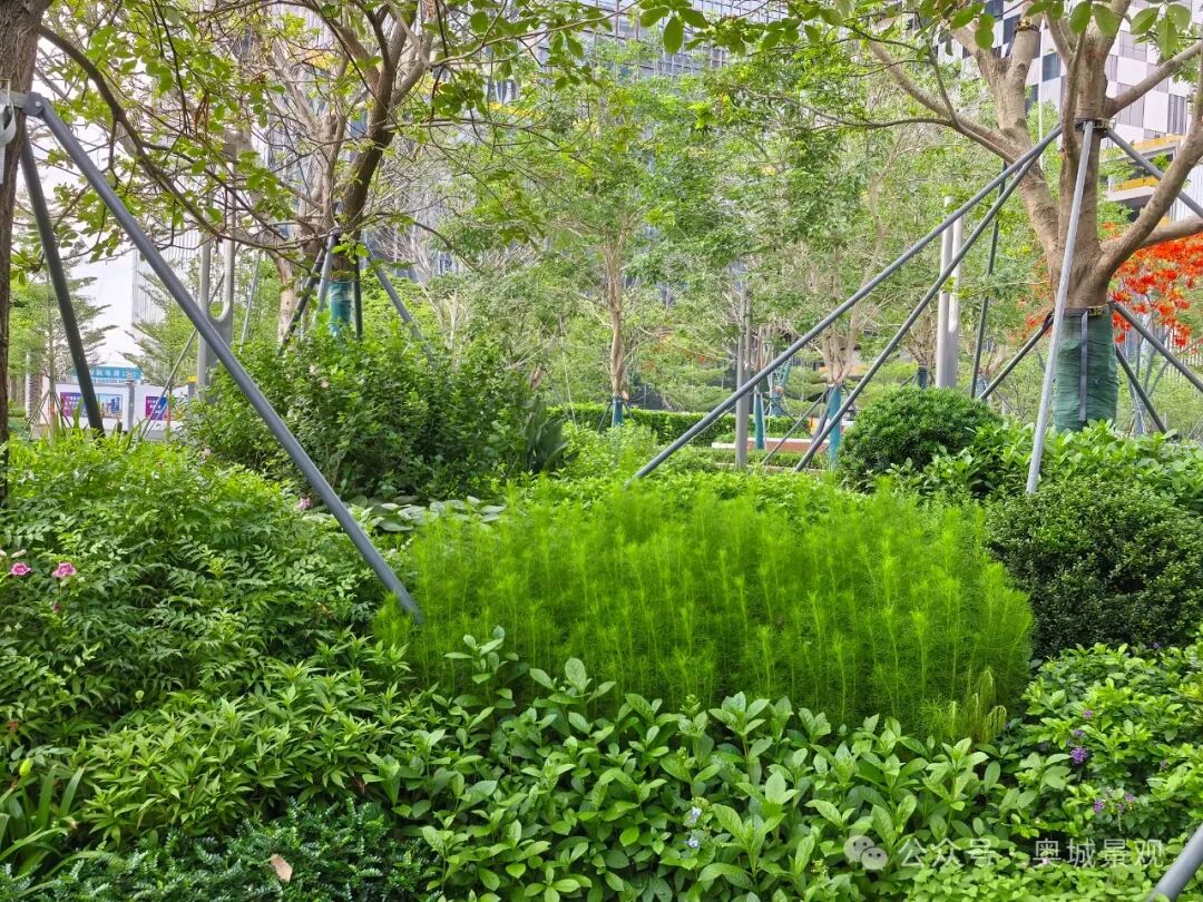 奥城景观||深圳•招商•前海经贸中心大厦环境综合提升工程-19