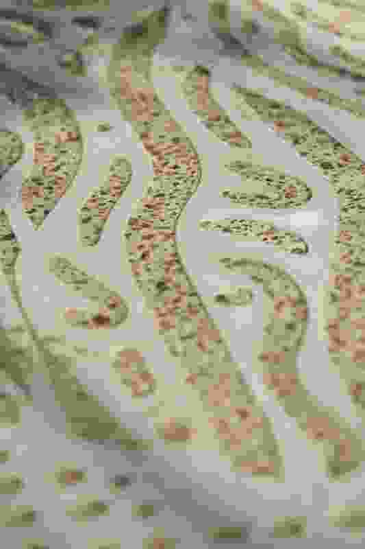 科廷大学设计与建筑环境学院项目丨澳大利亚珀斯丨Realm Studios,Wardle等-54