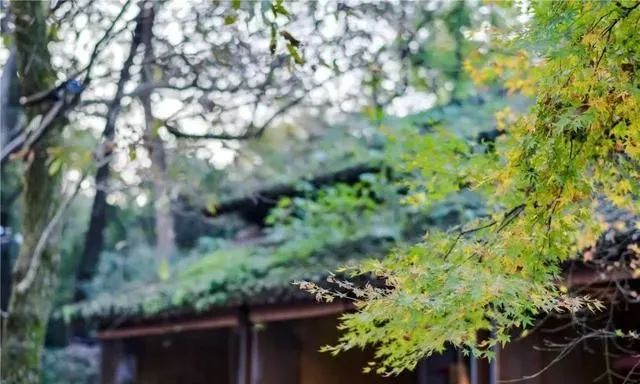 50岁的大叔，将破宅改造成别墅，里面的院子，都是诗意。-18