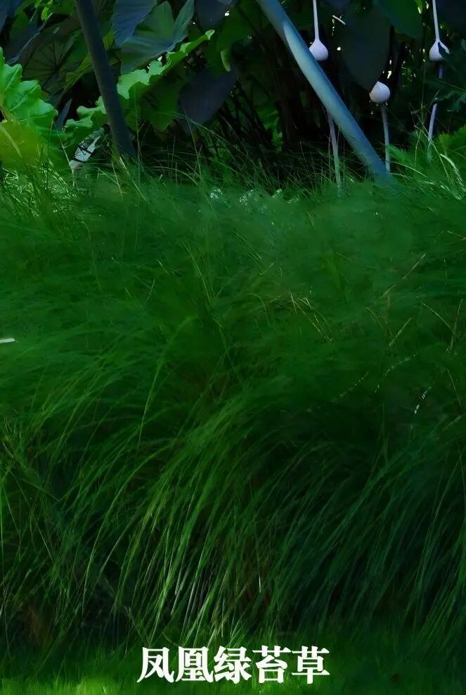 于热带秘境中编织生活美学|江东麓岛阅海澜岸2期花境项目-31