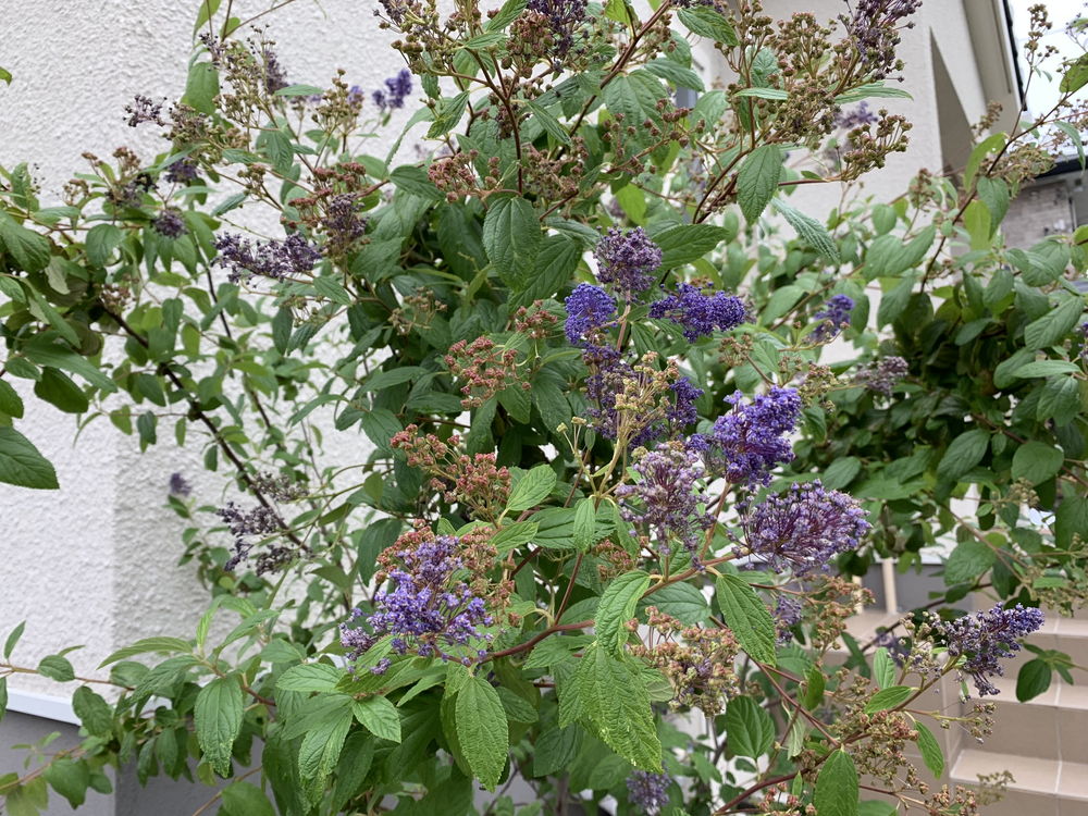 都筑区の庭【庭づくり事例 057】-31