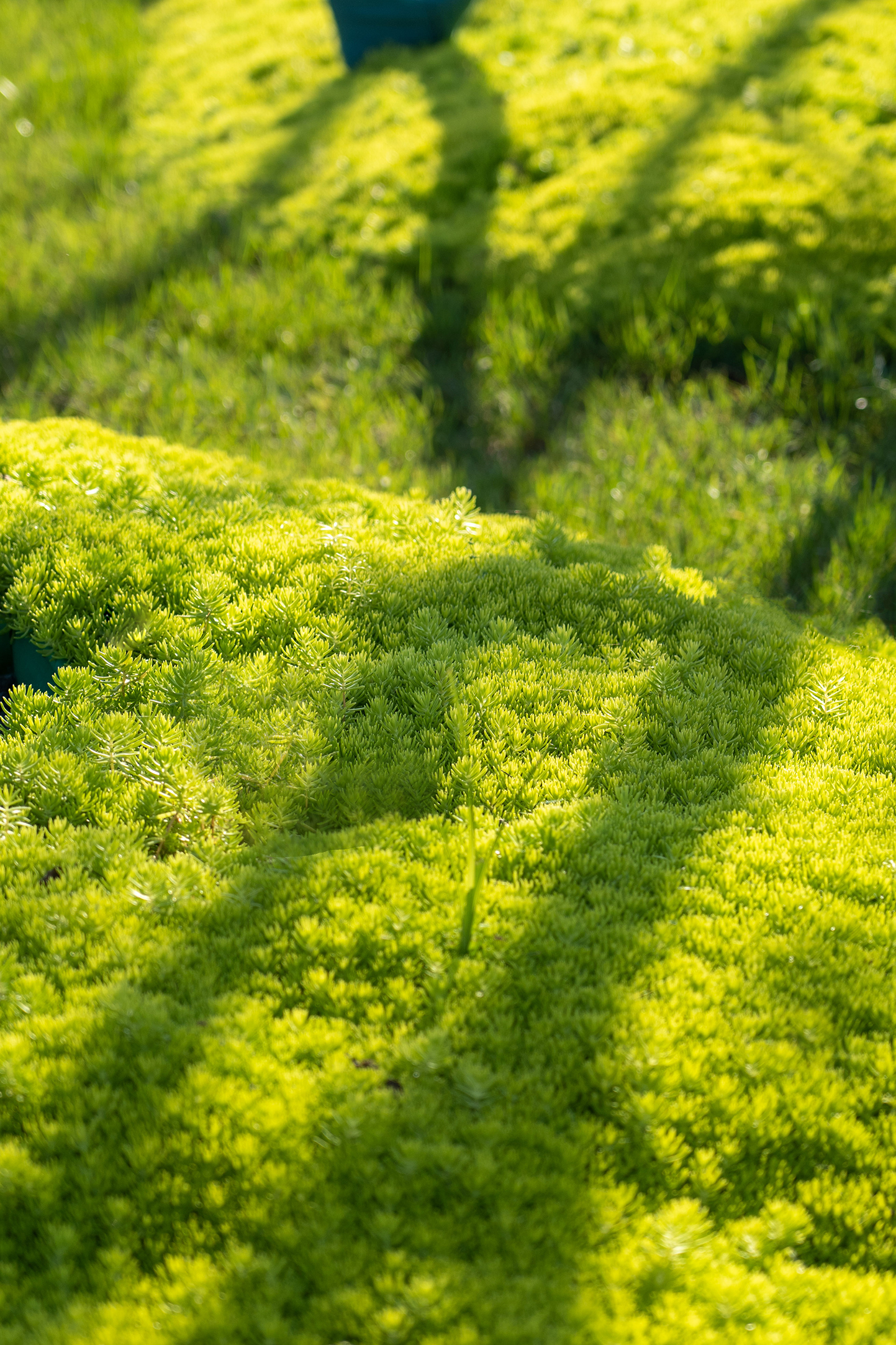 济宁华地鸿顺·天泰城丨中国济宁丨伯立森景观-49
