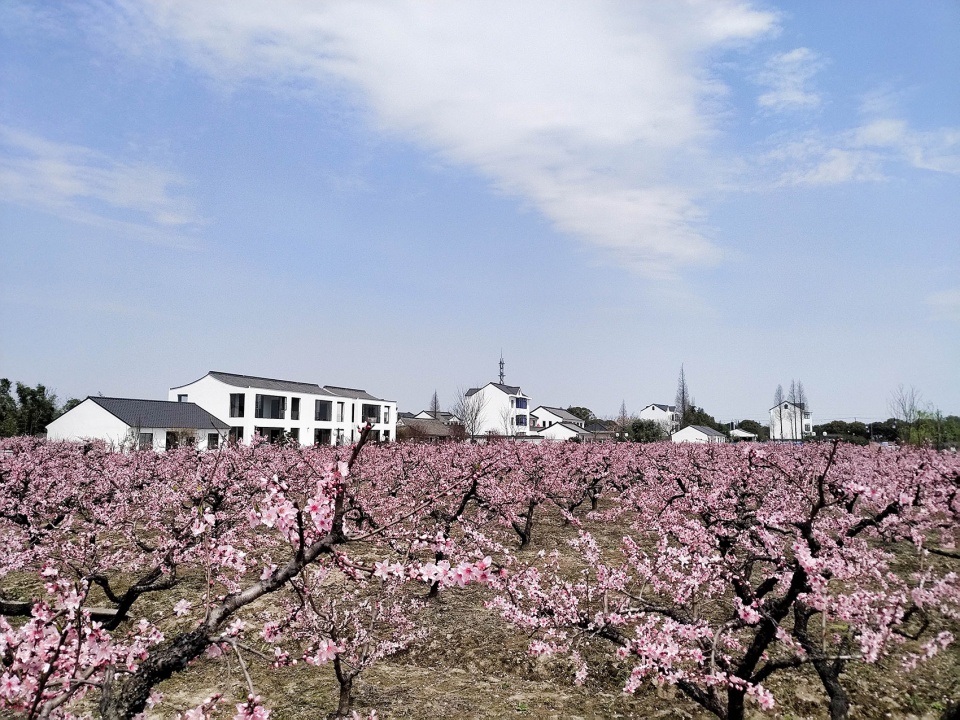 上海“乡村振兴示范村”·吴房村丨中国美术学院风景建筑设计研究总院-28