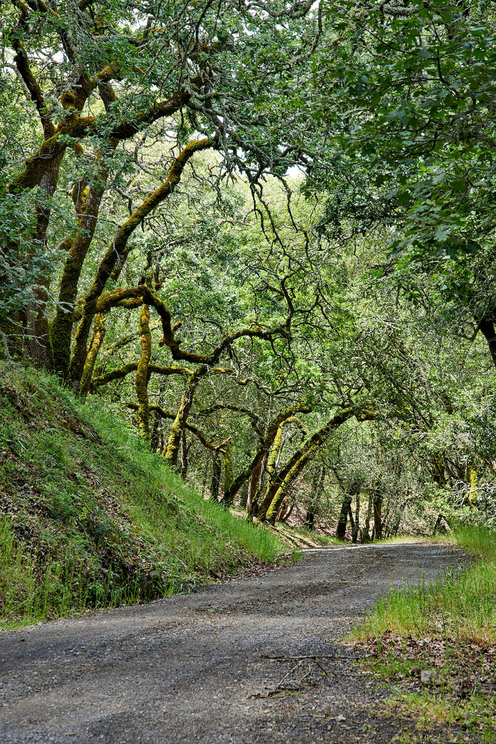 新月丨美国达拉斯丨HOCKER-39