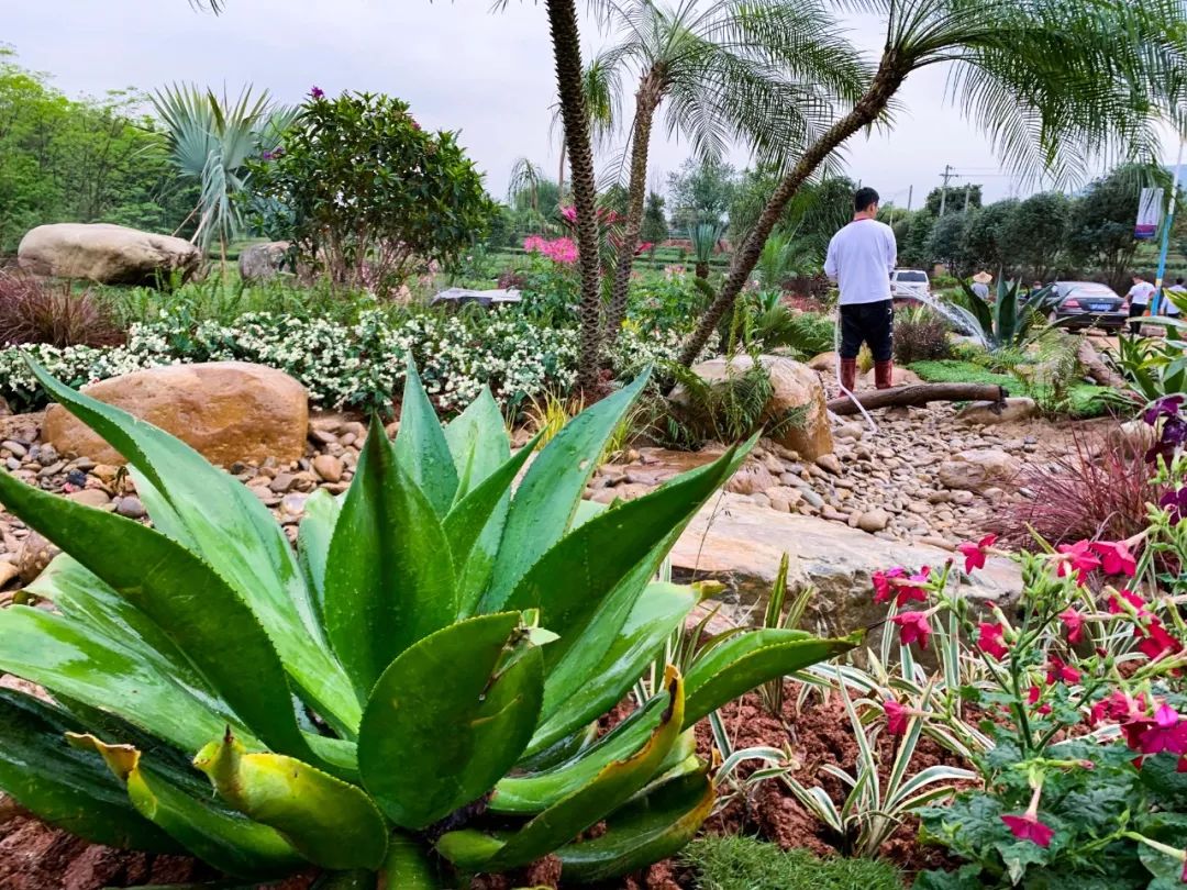 英德红茶小镇头采节展示区 -42