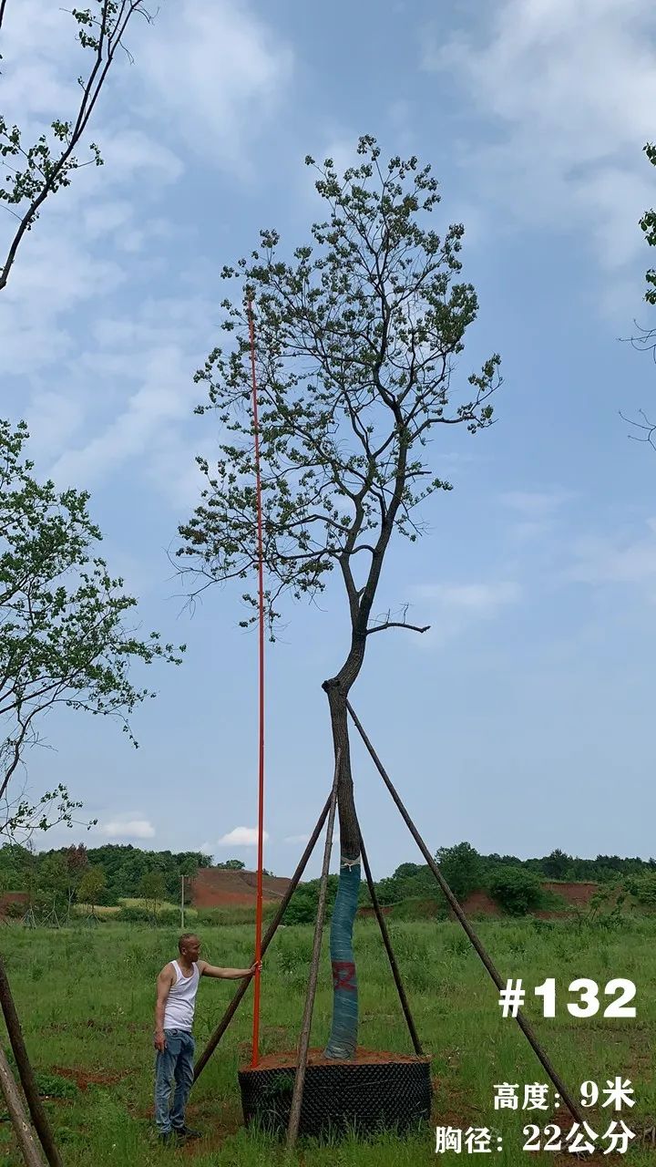 湖南衡阳 148 棵精品乌桕景观设计丨中国衡阳丨看见景观-153