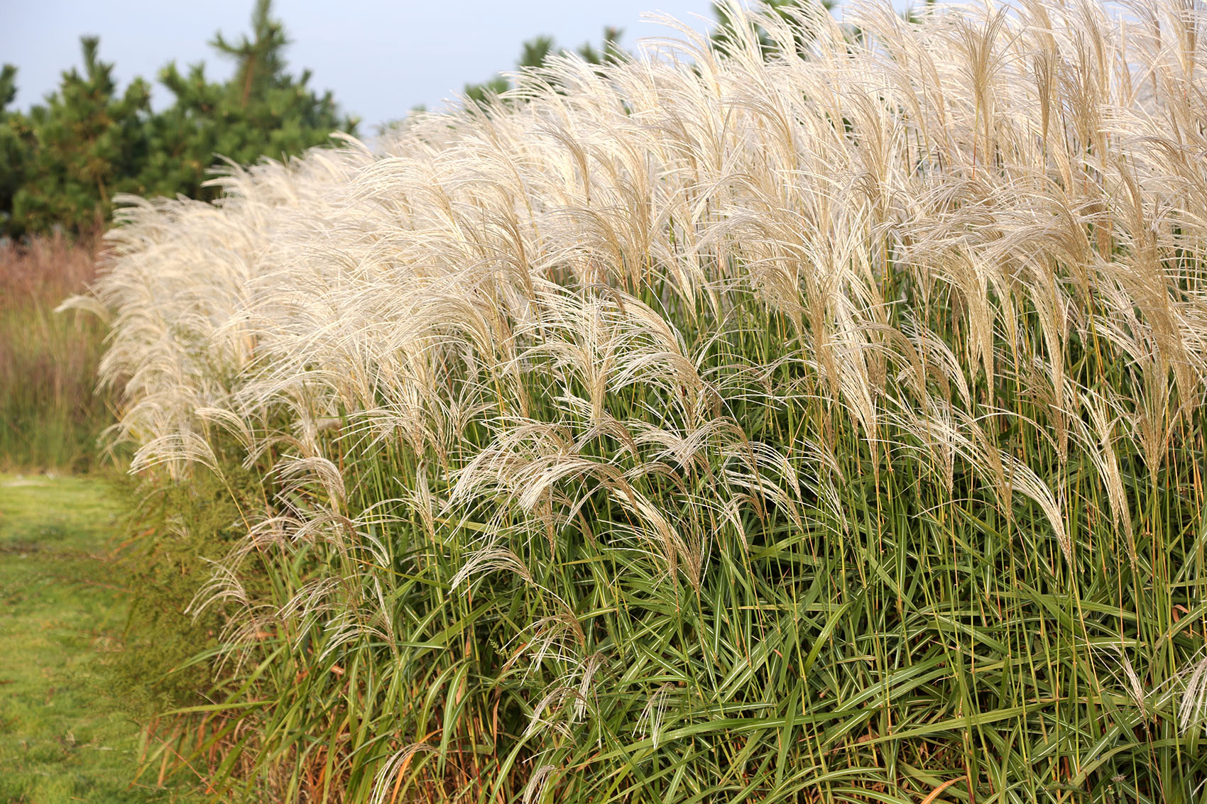 多岛海野草公园丨中国日照丨孔祥伟工作室-139