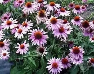 花境设计常用 60 种植物，让花园变得绚丽多彩-99