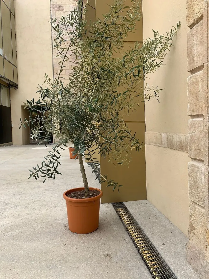 法国迪戎 Cour Bareuzai 历史建筑里的现代绿色办公空间-10