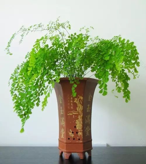 案上花草,闲时观 | 品味室内设计中的自然美学-36