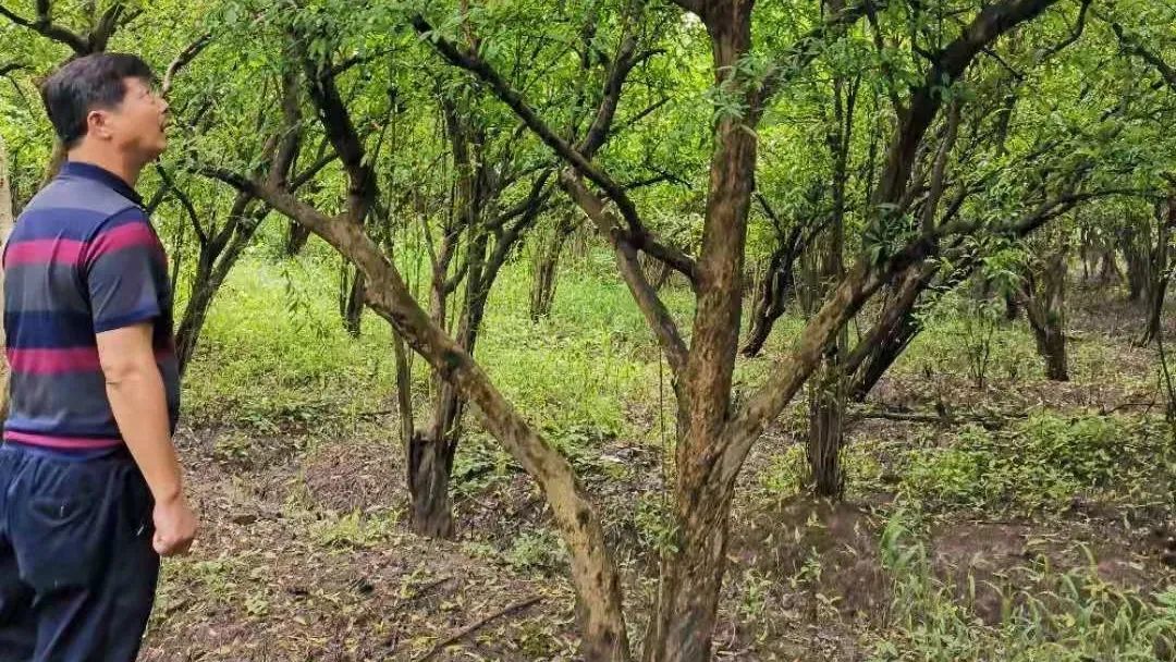 上海商船会馆花园丨中国上海丨上海北斗星景观设计工程有限公司-13