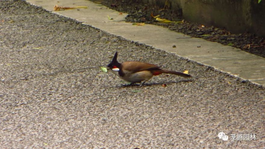 鸟界洗剪吹——红耳鹎-30