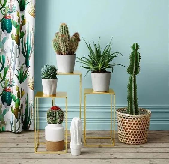 绿植搭配室内设计，打造自然家居之美-46