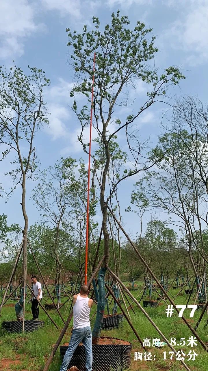 湖南衡阳 148 棵精品乌桕景观设计丨中国衡阳丨看见景观-90