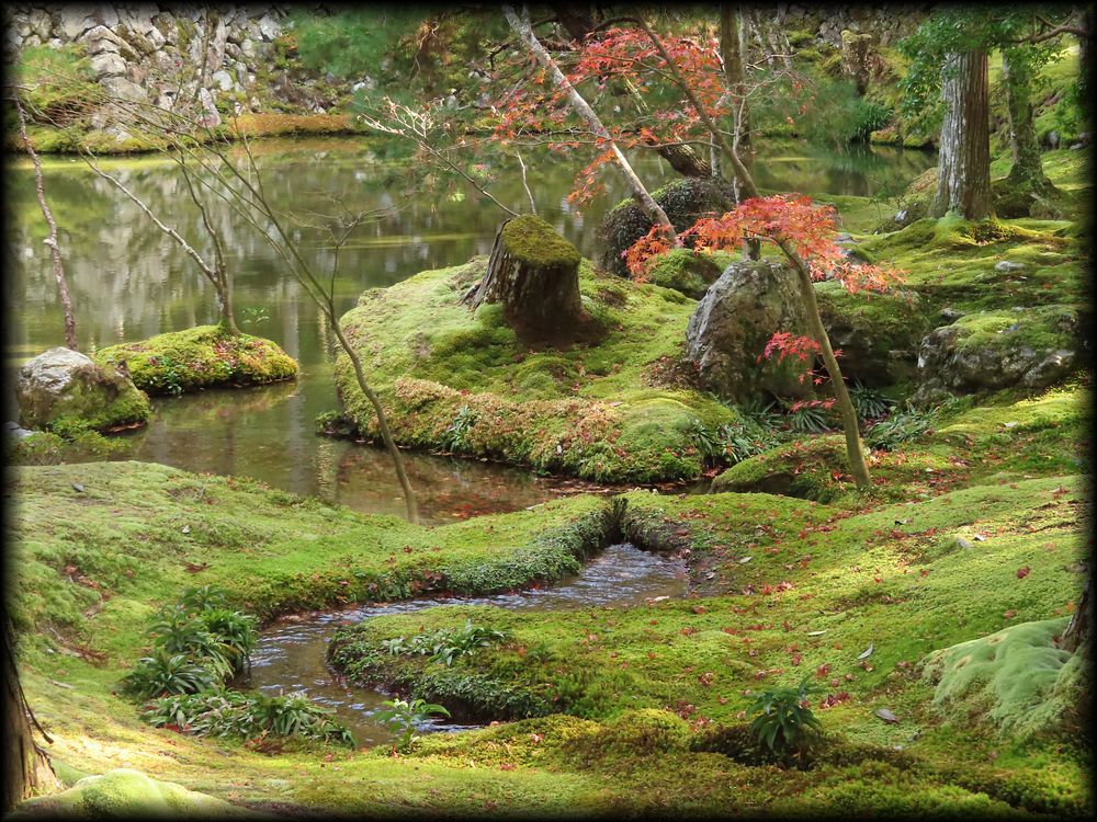 苔寺（西芳寺）的苔庭（黄金池,金刚池）丨日本京都丨梦窗疎石-38