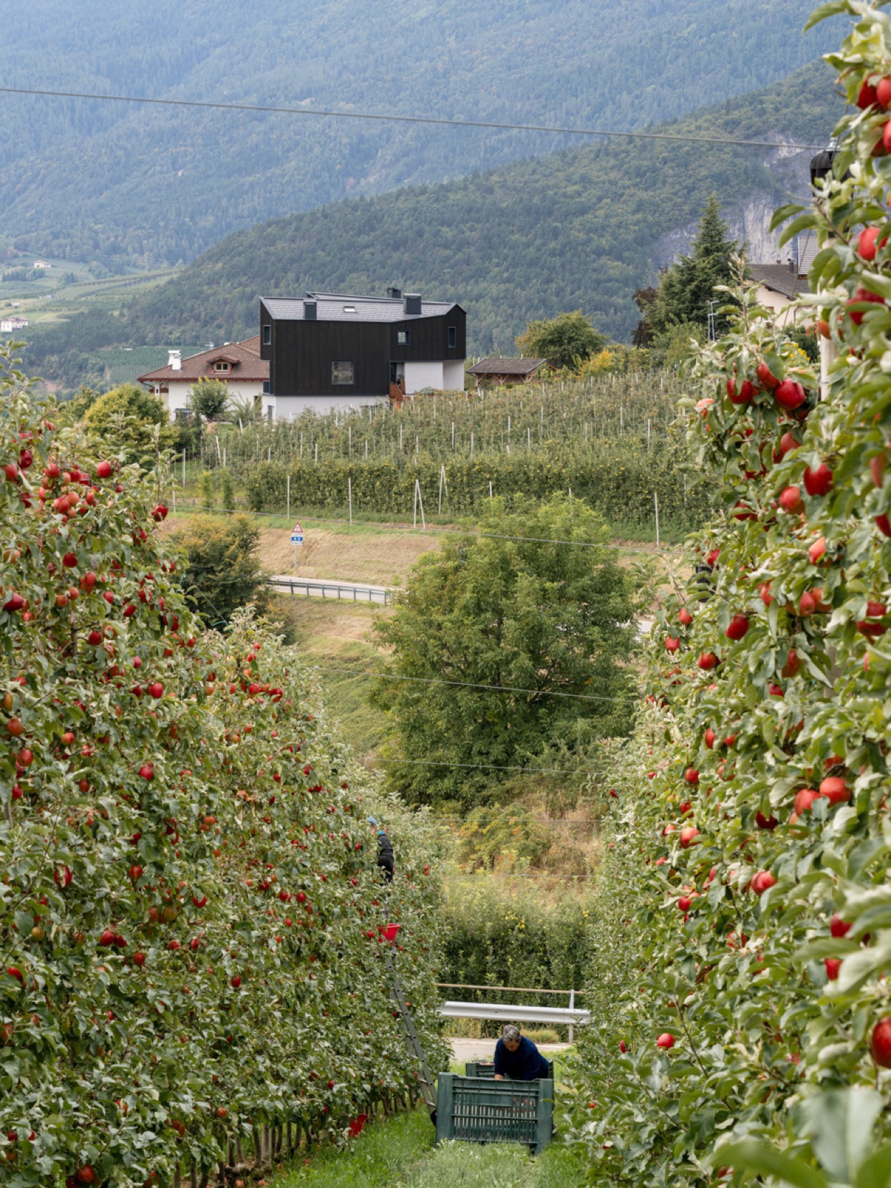 故乡之家丨意大利特伦托-191