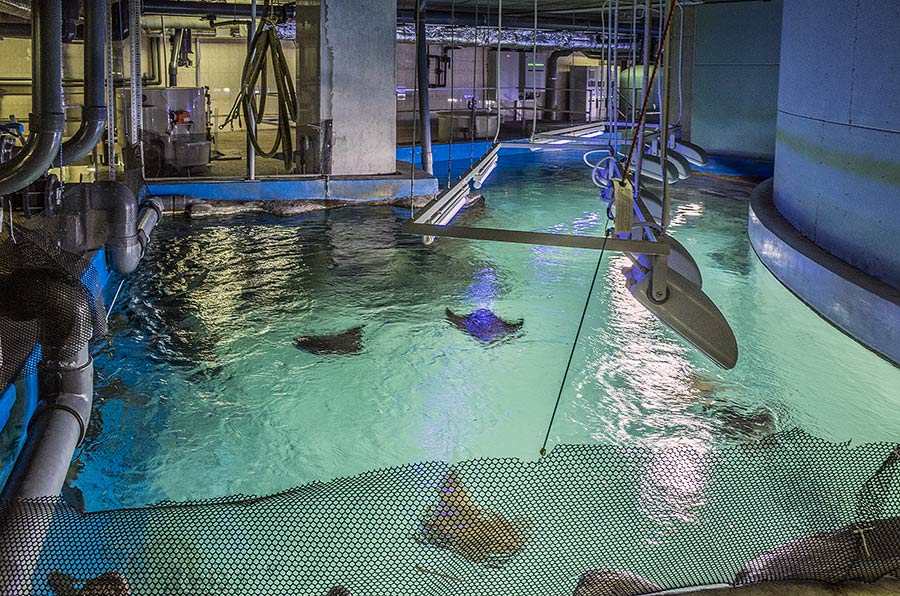 莫斯科海洋馆155立方米鳐鱼海洋水族缸-16