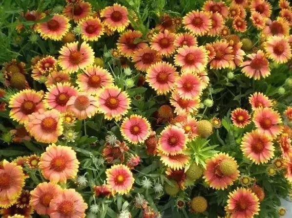 花境设计常用 60 种植物，让花园变得绚丽多彩-96