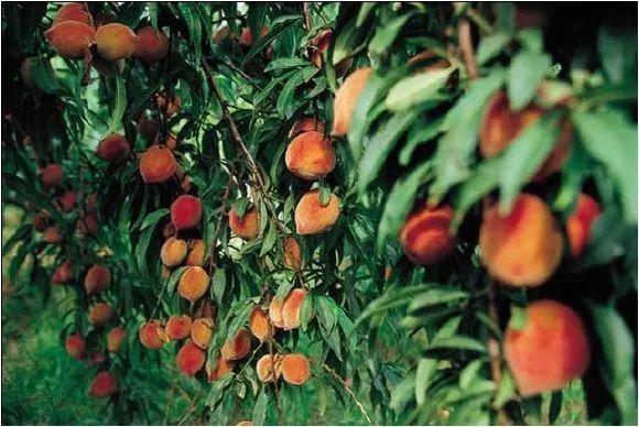 绿篱景观的多功能设计 | 空间、生态与美学的完美结合-70